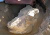 Grassy beginning for earliest Homo