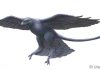 How dinosaurs may have evolved into birds