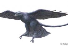 How dinosaurs may have evolved into birds