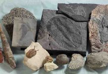 Large volcanic eruption may have caused the first mass extinction