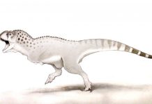 ‘Last African dinosaur’ discovered in Moroccan mine