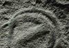 Life in the Precambrian may have been much livelier than previously thought