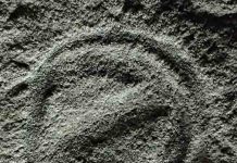 Life in the Precambrian may have been much livelier than previously thought