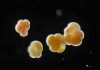 Magnesium within plankton provides tool for taking the temperatures of past oceans