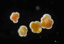 Magnesium within plankton provides tool for taking the temperatures of past oceans