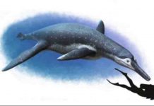 New species of bus-sized fossil marine reptile unearthed in Russia