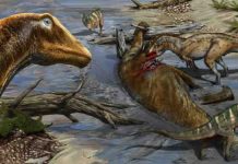 New species of dinosaur increases the already unexpected diversity of ‘whiplash dinosaurs’