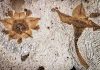 Oldest buckthorn fossilized flowers found in Argentina Two fossilized flowers next to each were discovered in shales of the Salamanca Formation in Chubut Province, Patagonia, Argentina. Credit: Nathan Jud/Provided