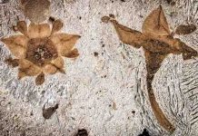 Nature’s great survivors: Flowering plants survived the mass extinction that killed the dinosaurs Two fossilized flowers next to each were discovered in shales of the Salamanca Formation in Chubut Province, Patagonia, Argentina. Credit: Nathan Jud/Provided