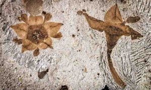 Two fossilized flowers next to each were discovered in shales of the Salamanca Formation in Chubut Province, Patagonia, Argentina. Credit: Nathan Jud/Provided 