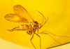 Oldest orchid fossil on record identified