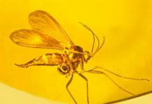 Oldest orchid fossil on record identified
