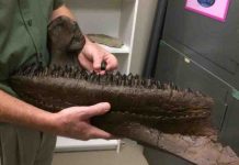 Rare tooth find reveals horned dinosaurs in eastern North America