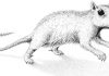 Scientists discover remains of a previously unknown mammal