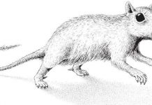 Scientists discover remains of a previously unknown mammal