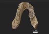 Scientists find 7.2-million-year-old pre-human remains in the Balkans