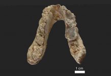 Scientists find 7.2-million-year-old pre-human remains in the Balkans