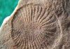 Study Sheds Light on Earth’s First Animals
