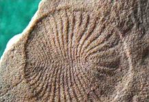 Study Sheds Light on Earth’s First Animals