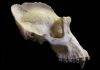 Study could provide first clues about the social lives of extinct human relatives