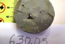 Team finds shark tooth in northwest Amazon basin