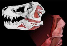 The secrets behind T-rex’s bone crushing bites