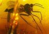 Time flies: Insect fossils in amber shed light on India’s geological history