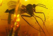 Time flies: Insect fossils in amber shed light on India’s geological history