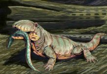 Warm-bloodedness possibly much older than previously thought