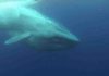 Whales only recently evolved into giants when changing ice, oceans concentrated prey