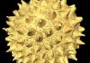 World’s Oldest Animal Fossils