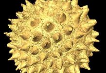 World’s Oldest Animal Fossils