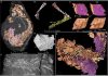 3-D modelling shows food residues in 230 million years old fossil faeces