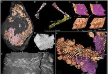 3-D modelling shows food residues in 230 million years old fossil faeces