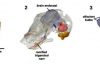 A skull with history: A fossil sheds light on the origin of the neocortex