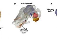 A skull with history: A fossil sheds light on the origin of the neocortex