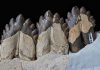 Ancient South Carolina whale yields secrets to filter feeding’s origins