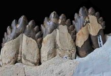 Ancient South Carolina whale yields secrets to filter feeding’s origins