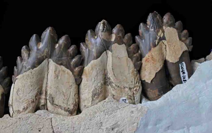 Ancient South Carolina whale yields secrets to filter feeding's origins ...