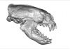 Ancient otter tooth found in Mexico suggests mammals migrated across America