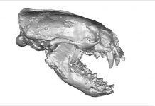 Ancient otter tooth found in Mexico suggests mammals migrated across America