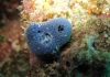 Animal evolution: Hot start, followed by cold shock