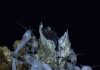Biodiversity loss from deep-sea mining will be unavoidable