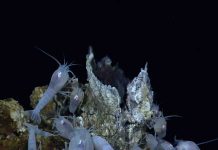 Biodiversity loss from deep-sea mining will be unavoidable