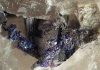 Bismuth