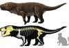 Brazilian carnivorous mammal-like reptile fossil may be new Aleodon species