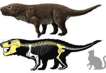Brazilian carnivorous mammal-like reptile fossil may be new Aleodon species