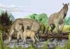 Mystery of how first animals appeared on Earth solved
