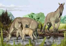 Darwin’s ‘strangest animal ever’ finds a family