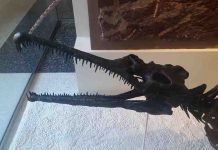 Diandongosuchus: the Strange-Faced Transitional Phytosaur